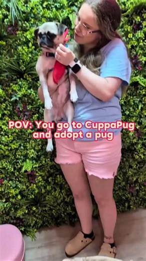 POV: You book to go to CuppaPug to meet some some resident and rescue pugs, you fall in love with a pug in a pink bandana, you’ve already done your application and video home check so you end up adopting a pug and taking them home with you. Remember - in Texas you can pre-apply with @dfwpugrescue and be home checked so that you can arrange to meet the pug you’re interested in adopting and take them home when you visit CuppaPug. Any pug wearing a pink bandana is available for adoption, if you fin