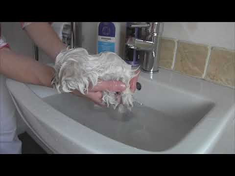How to bathe 8 week old puppy, STEP BY STEP TUTORIAL - Maltese puppy's first bath