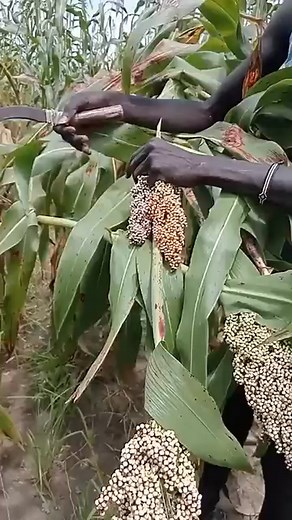 5.9K views · 102 reactions | Share with us your experience with harvesting season and chewing of cane (beel). | Yen La Abyei | Facebook