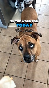 WOTD: Askhole #wordoftheday #askhole #coworker #questions #obnoxious #pointless #chickens #chickensofinstagram #geese #geeseofinstagram #farmjokester Audio: @pepper_lynne | Michael Salerno
