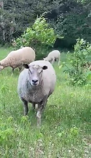 Introducing Millie, Fluffy, and McDonald! Thanks to Mrs. Skuza's 3rd grade class at St. Katherine Drexel School for coming up with some great names for our new lambs. | Pearson Family Farm