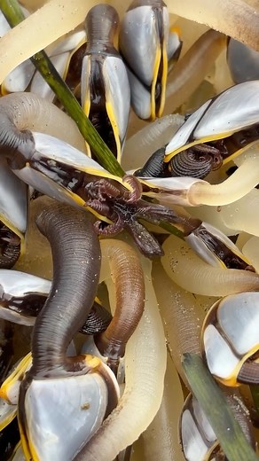 National Park Service on Instagram: "“Oh, barnacles!” - Squidward Well, that’s a bit unsettling. The pelagic gooseneck barnacle is a unique creature that can be found living on driftwood, ships, or flotsam and jetsam (various marine debris, not a pair of moray eels that serve as minions to Ursula, the sea witch), and is sometimes seen when those objects wash onshore. How do barnacles stick to pretty much anything they encounter? They secrete a fast-curing cement that is among the most powerful n