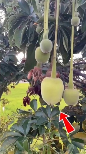 Mysterious Cotton Fruit Revealed! The Strange White Inside Will Shock You 🤯 | Amazing Nature Facts