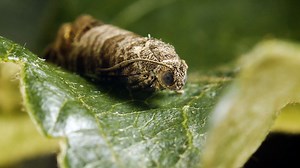 Solving the Problem of Wormy Apples Without Pesticides | Britannica