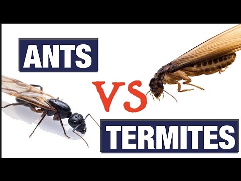 What Do Termites Look like?