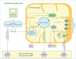Respiration - Test your understanding, tips, resources and a quiz —  Online A level Biology Tutor