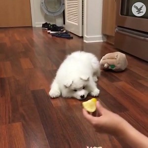 1M views · 10K reactions | Dog vs Lemon | The Independent | Facebook