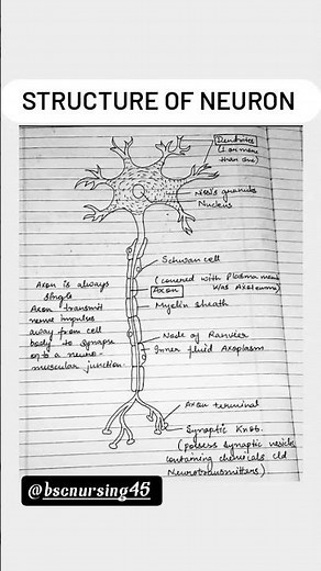structure of Neuron/ Neuron parts/neuron diagram/how to draw structure of neuron#nursing#medical#bsc
