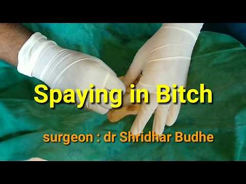 SPAYING IN BITCH (COMPLETE PROCEDURE)