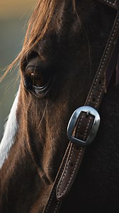 Heart of the West. | Sheplers.com