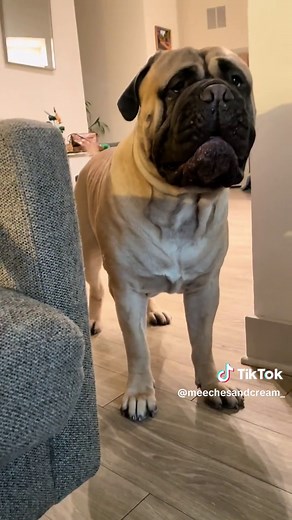 Does Meech Bark? Gentle Giant Bullmastiff's Adorable Moment!