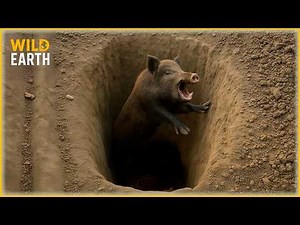 Top 40 Shocking Animal Falls Caught On Camera | Invasive Species #176