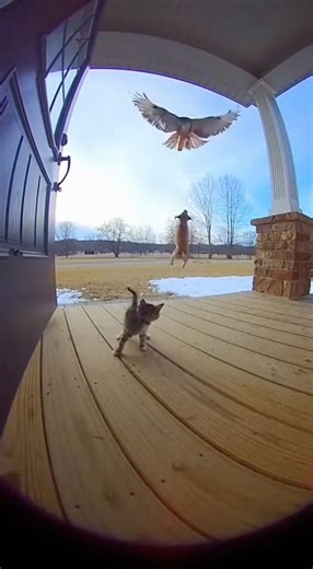 Tiny chihuahua vs hawk 😱🦅 Kitten saved just in time! Who says size matters? 😭🐕❤️ #Pets #DogHero