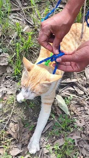 A Great Way to Tether Pets #knot #diy #hacks #tips #shorts #youtubeshorts