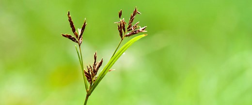 Nutsedge Identification Guide