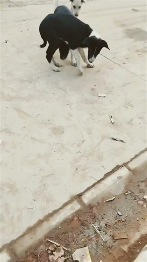 cute dogs and cute cat #pets #animals