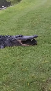 17K views · 470 reactions | Turtle with its shell cracked by a crocodile  . #healing #pets #turtle #amazing #love #shortvideo | Phenomenal world | Facebook