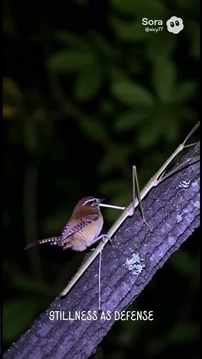 Giant Walking Stick: Hiding in Plain Sight