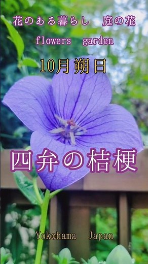 庭の花 アレッ四弁？の桔梗 10月朔日 #nature #花のある暮らし #庭の花 #庭のある暮らし #花のある風景 #flowers #garden #ガーデニング #秋の花 #桔梗 #キキョウ