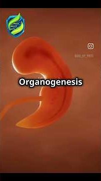 "Organogenesis: How your organs form from 3 simple layers! 🌟 Learn the magic of life! #BioByPriti"