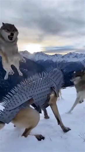Kangal vs. Wolves || A confused pack of wolves fights against Kangal dogs wearing spiked armor. 🐕🐺