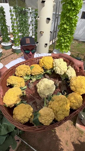 Vertical Farming: Growing Cauliflowers on an Aeroponic Tower