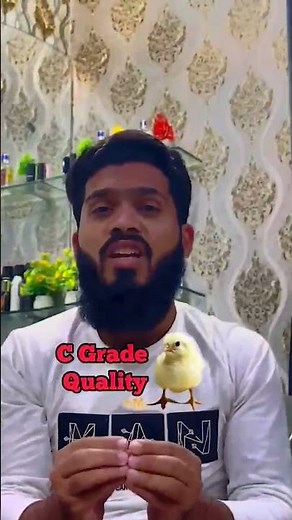 Complete chick grading guide 🐣🤔 | A, B and C Grade Chicks | Part 1 #poultry #poultryfarming #broiler