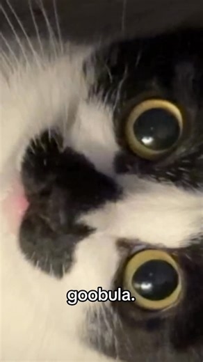 countess goobula 🖤 & bell on Instagram: "say something nice to goob or be cursed for 500 years. . . . #goob #goobie #meow #meowmeow #funny #funnycat #silly #sillycat #aww #adorable #socute #kitty #cat #catvideo #catvids #meme #catmeme #catmemes #countgoobula #goobula #vamp #vampire #goth #gothic #viral #catsofinstagram #instagramcats #tuxie #tuxedocat #tuxedocatsofinstagram"