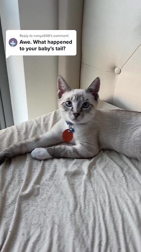 Cat Tail Amputation Recovery Journey: From Scared to Playful