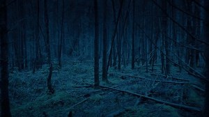 Moving Through Creepy Dark Woods Pov Stock Footage Video (100% Royalty-free) 3702073483 | Shutterstock