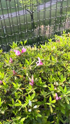 ツツジの花を訪れるトラマルハナバチの女王蜂