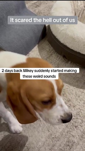 How Kennel cough sounds like #dog #kennelcough #disease #beagle #recovery #hope #vet