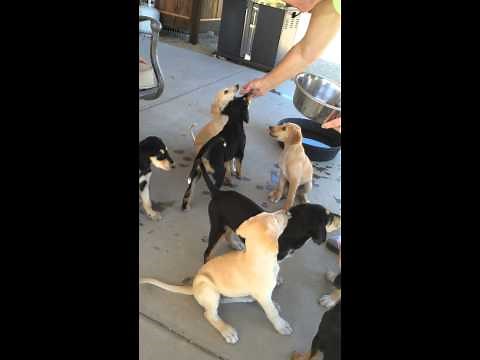 Saluki Puppy training.