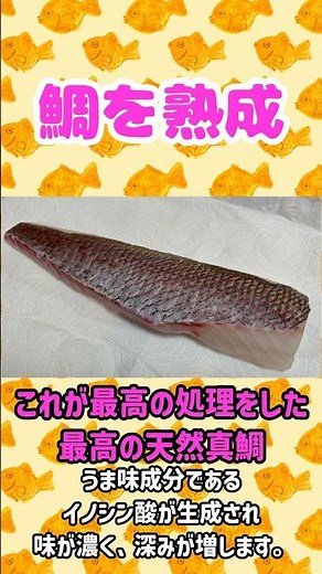 【魚を締めます！】釣れた真鯛に最高の処理を施して絶品握り寿司にしました！#魚の熟成 #釣り #タイラバ #握り寿司 #寿司 #お寿司 #血抜き #神経締め #脳締め #脳天締め