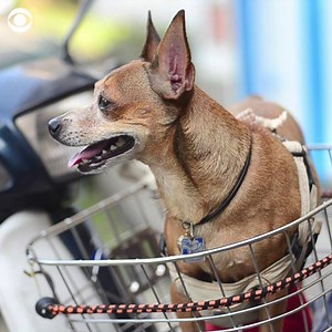 166K views · 305 reactions | A round of appaws for the top dog names of 2018  | CBS News | Facebook