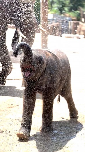 This baby elephant is here to give you just what your Sunday needs. 😍 Okubili is staying cool AND cute all summer long! 📹: Lead Zoologist Jenny R. | Dallas Zoo