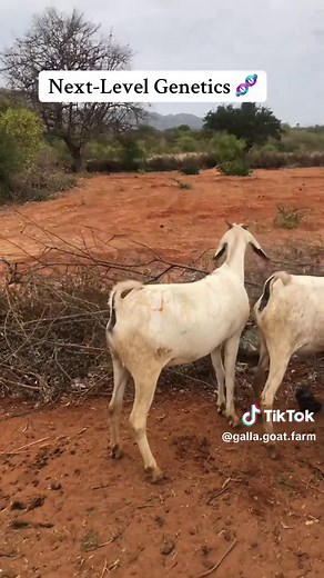 Sustainable Goat Farming Practices in Kenya