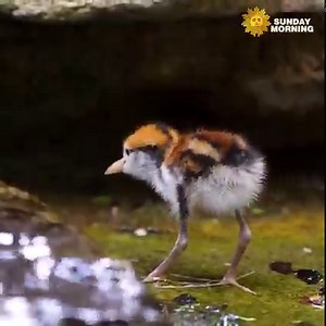 3M views · 367K reactions | The San Diego Zoo Wildlife Alliance shared footage of four adorable chicks nestling under a Jacana’s wing. | CBS Sunday Morning | Facebook