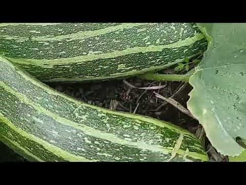Grow Your Own Marrow Vegetables In The UK | From Seed to Harvest