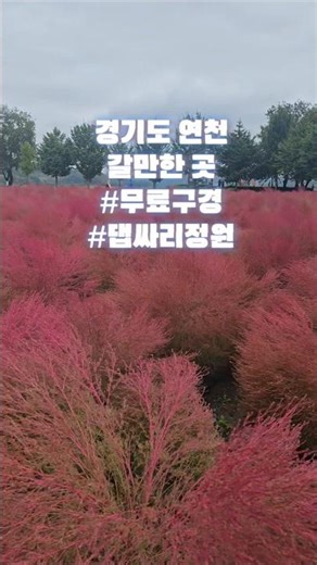 🍂 2만 평 붉은 융단! 경기도 연천 임진강 댑싸리 정원 가을 여행 브이로그