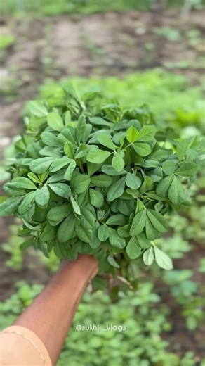 Sukhi on Instagram: "“From my garden to my plate – homegrown methi pulao magic 🌱✨” . . . . [food,mentyabath ,methipulao ,simple pulao, home grown,kannada retro,songs,kannada,karnataka,foodlove,foodie] . . . #sukhi #reels #methipulao #mentyabath #homegrown #trendingreels #cooking #cookingvideo #viralreels #healthy #instagram #viralvideos #reel #reelsinstagram #reelitfeelit #reelskarofeelkaro #viralreels #music #kannada #karnataka #bengaluru #mysore #kanakapura"