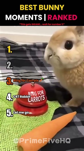 Best Bunny Moments | Ranked 🐰 😂 (Part 2) #shorts
