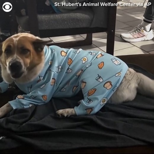 SHELTER SLUMBER PAWTY: Dogs got to enjoy a special "Shelter Slumber Pawty" with animal lovers and volunteers at a shelter in New Jersey recently. Furry friends were paired with an attendee and got to enjoy puppy yoga, a relaxing movie, and a doggy pampering session before bedtime. The event was planned to help raise awareness for dogs in need of adoption and raised over $76,000 for the St. Hubert's Animal Welfare Center. | Cleveland 19 News