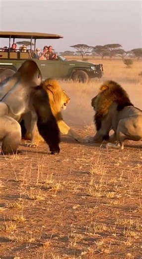 🦍🔥 Savannah Point of No Return