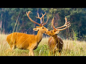 Beautiful swamp deers ( Barasingha).
