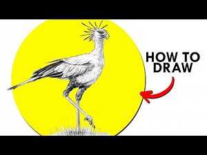 How To Draw A Secretary Bird