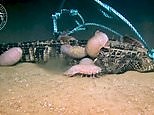 Football-sized isopods devour alligator carcass in Gulf of Mexico