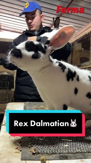 Iepurii Rex Dalmaţian: Caracteristici și Creșterea lor