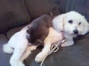 Cat sucks on dogs nipple - FREAKY!