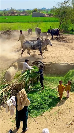 Chaff cutter machine operating system with bull #shortsfeed #farming #chaffcutter #viral #shorts